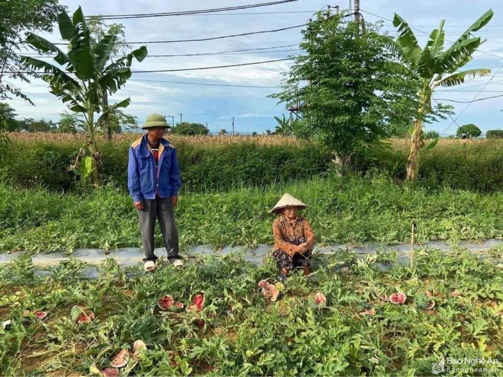 Bắt 5 đối tượng chặt phá vườn dưa ở Diễn Châu
