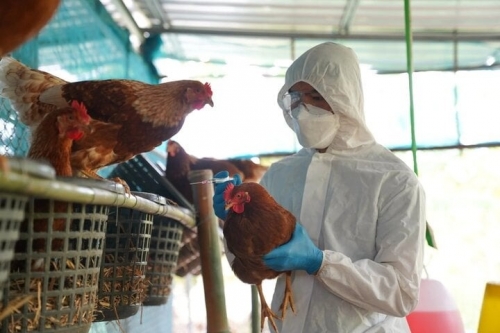 Bộ Y tế thông tin về trường hợp tử vong do cúm A/H5N1 tại Khánh Hòa
