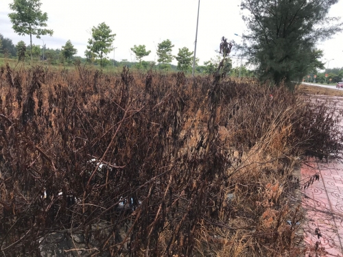 Nghệ An: Phun thuốc làm cây, cỏ dọc tuyến đường 1km chết khô
