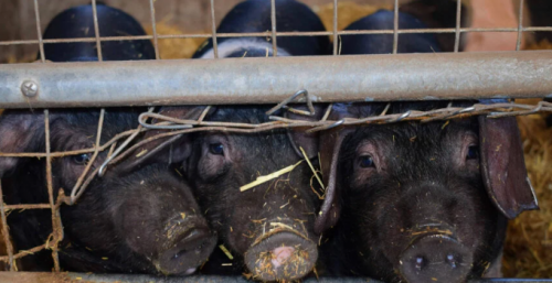 Bể phốt ở trại lợn Trung Quốc tỏa khí độc khiến 7 người tử vong
