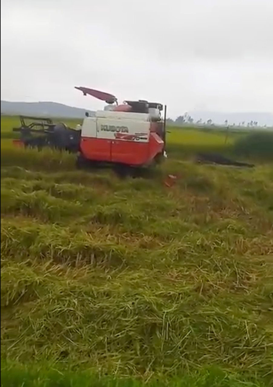 Bị máy gặt lúa lùi trúng người, một phụ nữ tử vong
